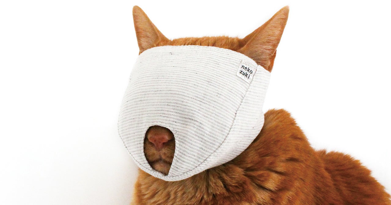 もふもふマスク(爪切り補助具)を装着している猫