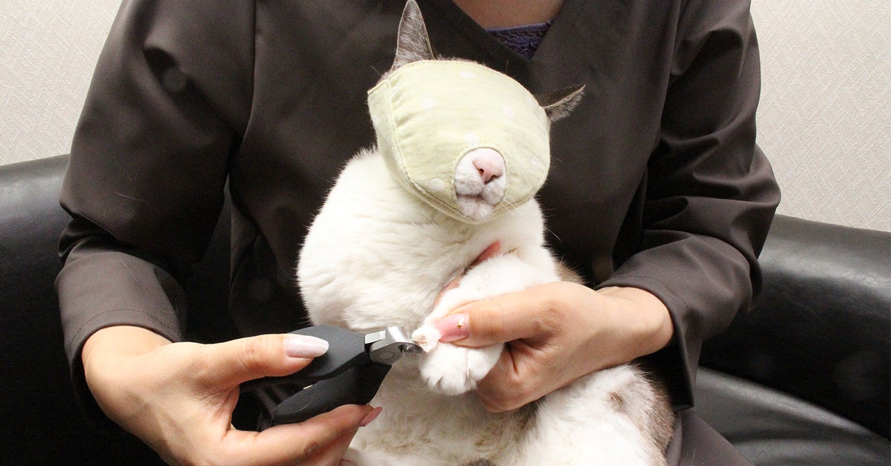 もふもふマスクで爪切り中の猫