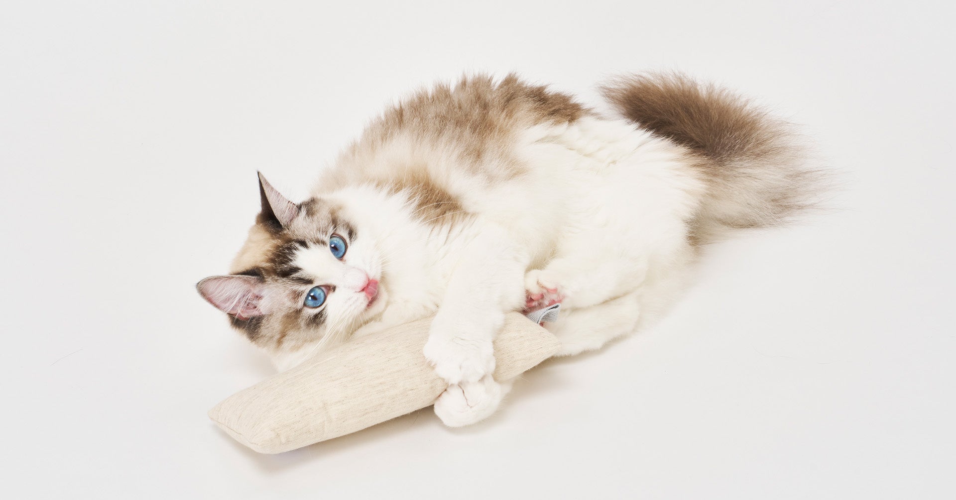 「ねこずきけりけり」で遊ぶネコ