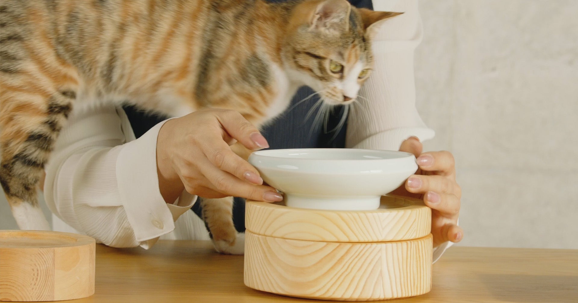 ネコ社員きなこさん