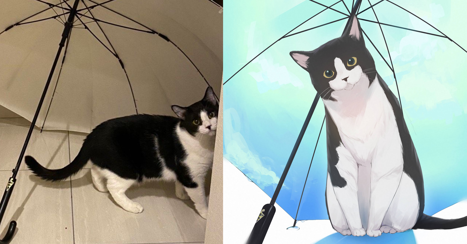 ネコの名前ニッキ・女の子・推定3.5歳