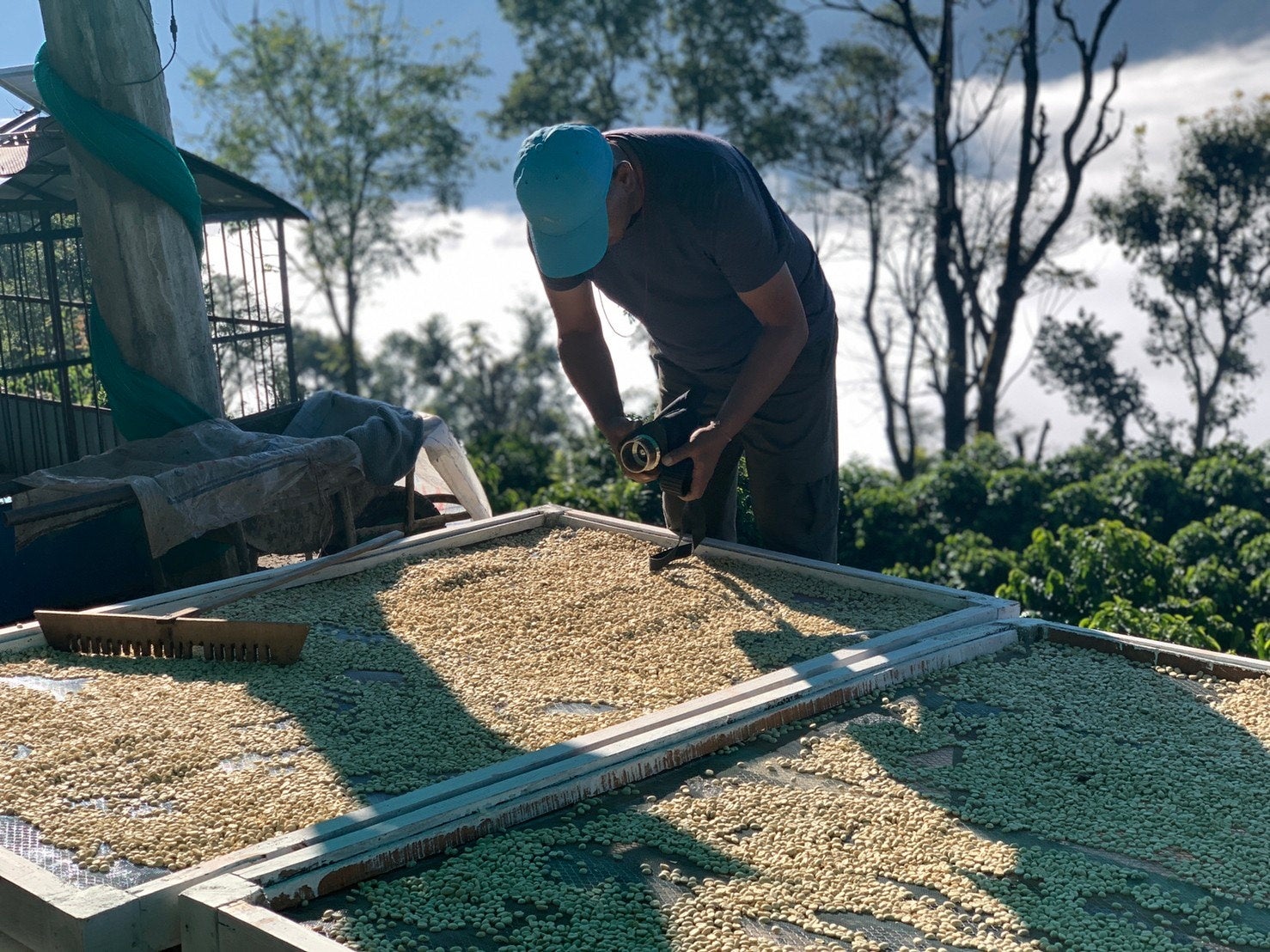 コーヒーを選別する様子（Yeti Roastery Coffee提供） 