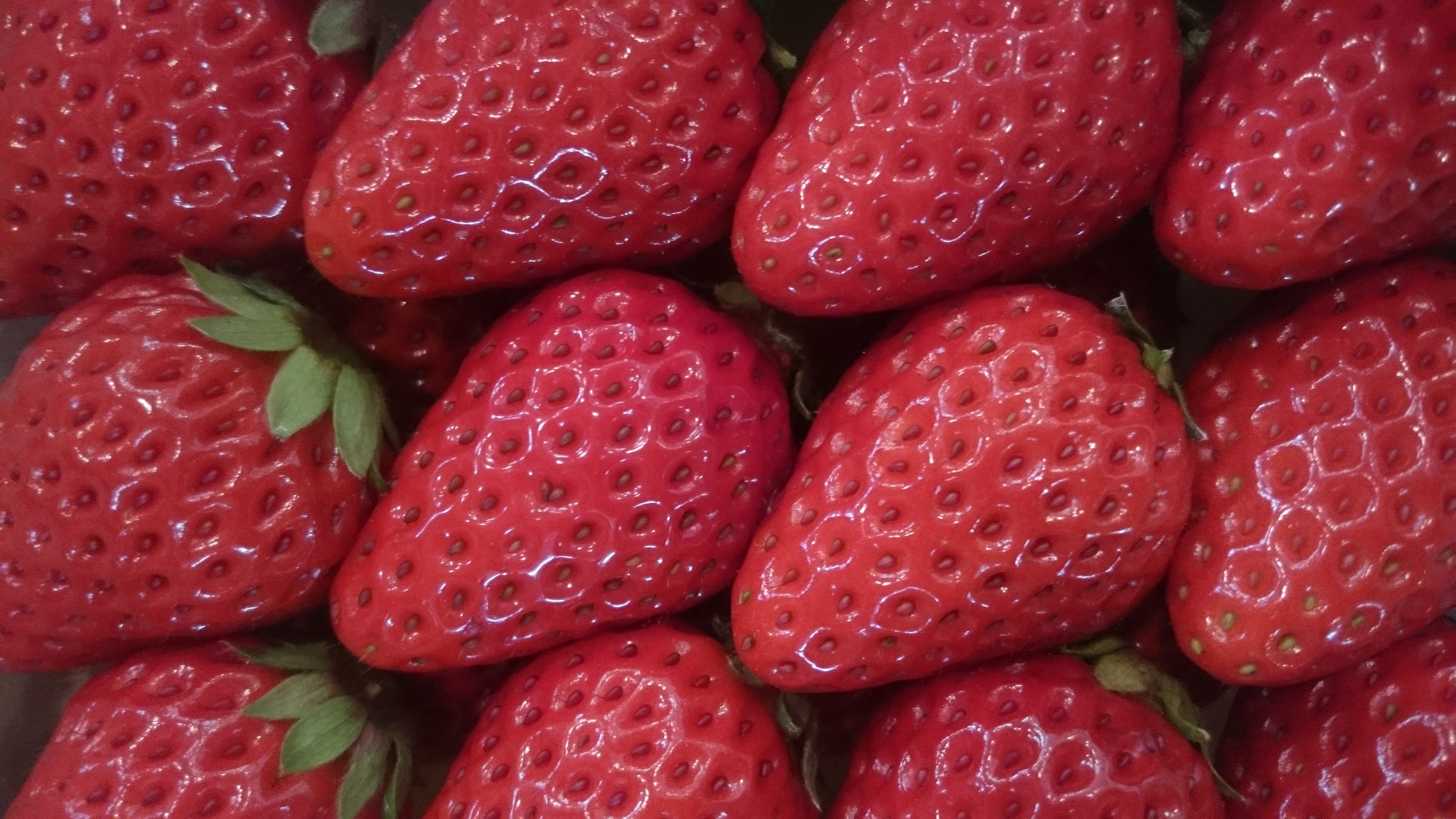 景品イメージ「北条義時賞」