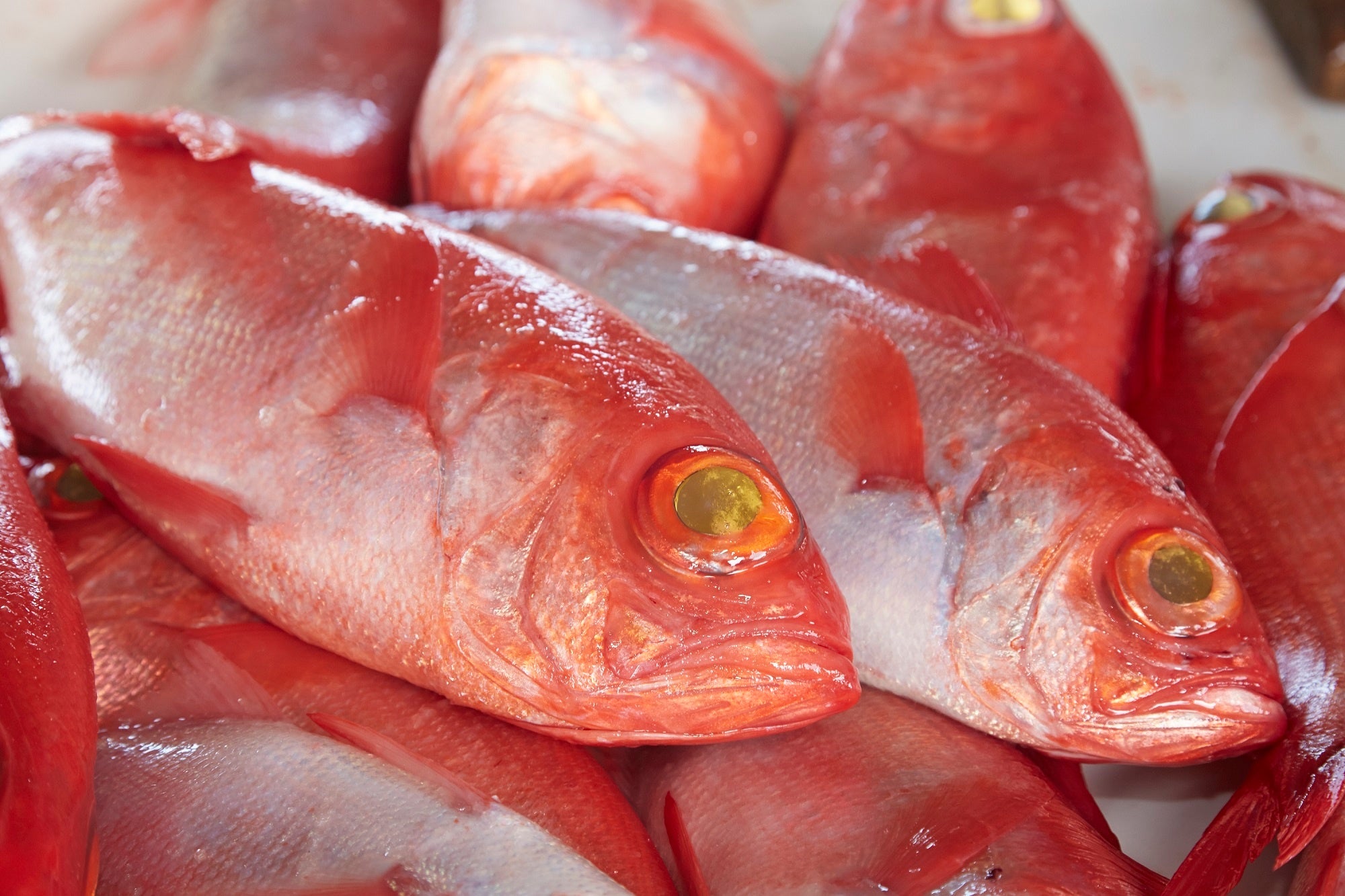 景品イメージ「いざ鎌倉賞」