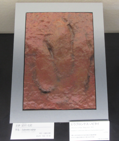 『エウブロンテス・ノビタイ』足跡化石のレプリカ