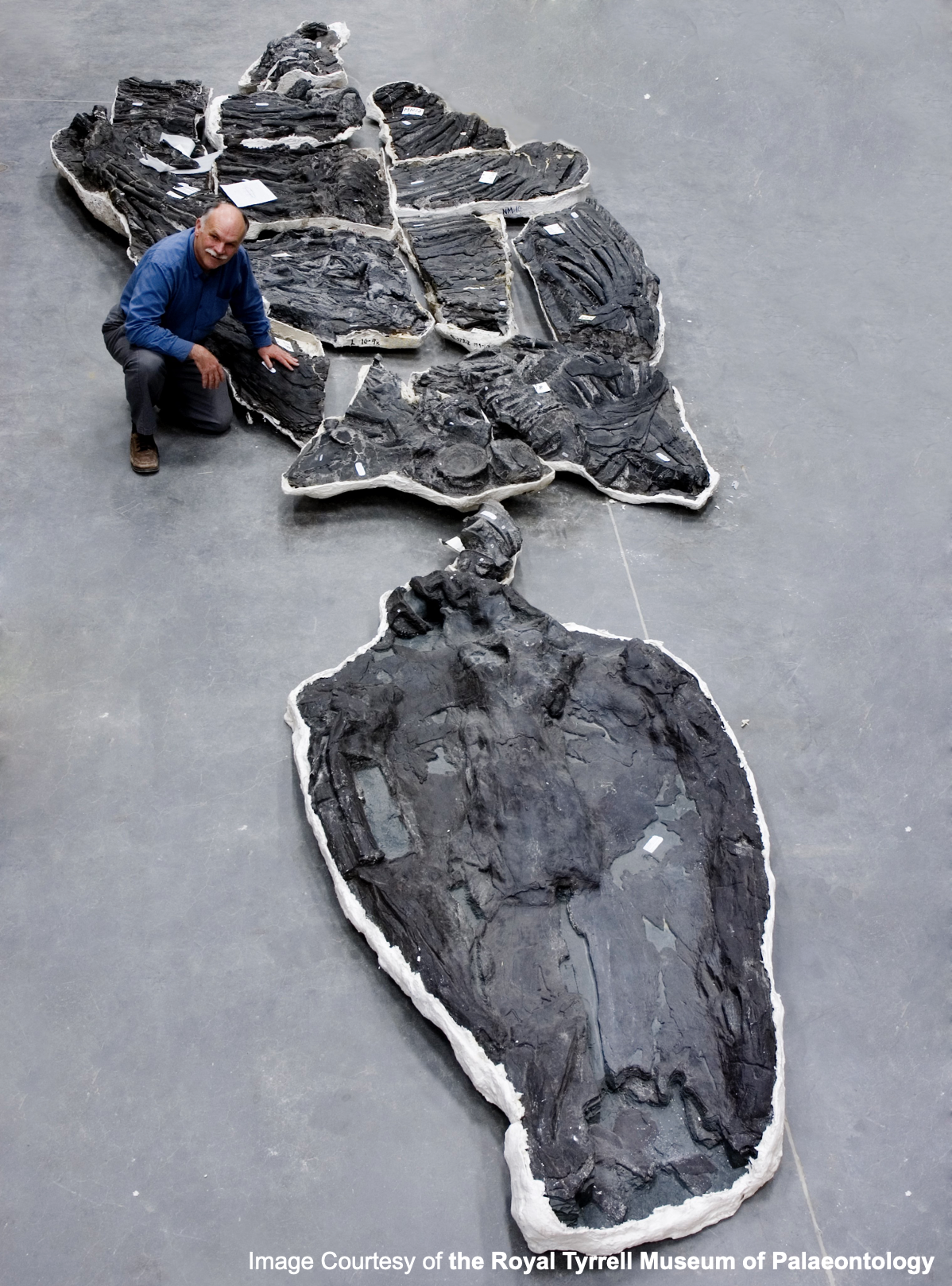 『ショニサウルス・シカニエンシス』化石