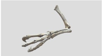 「デイノケイルス」左腕 CGモデル