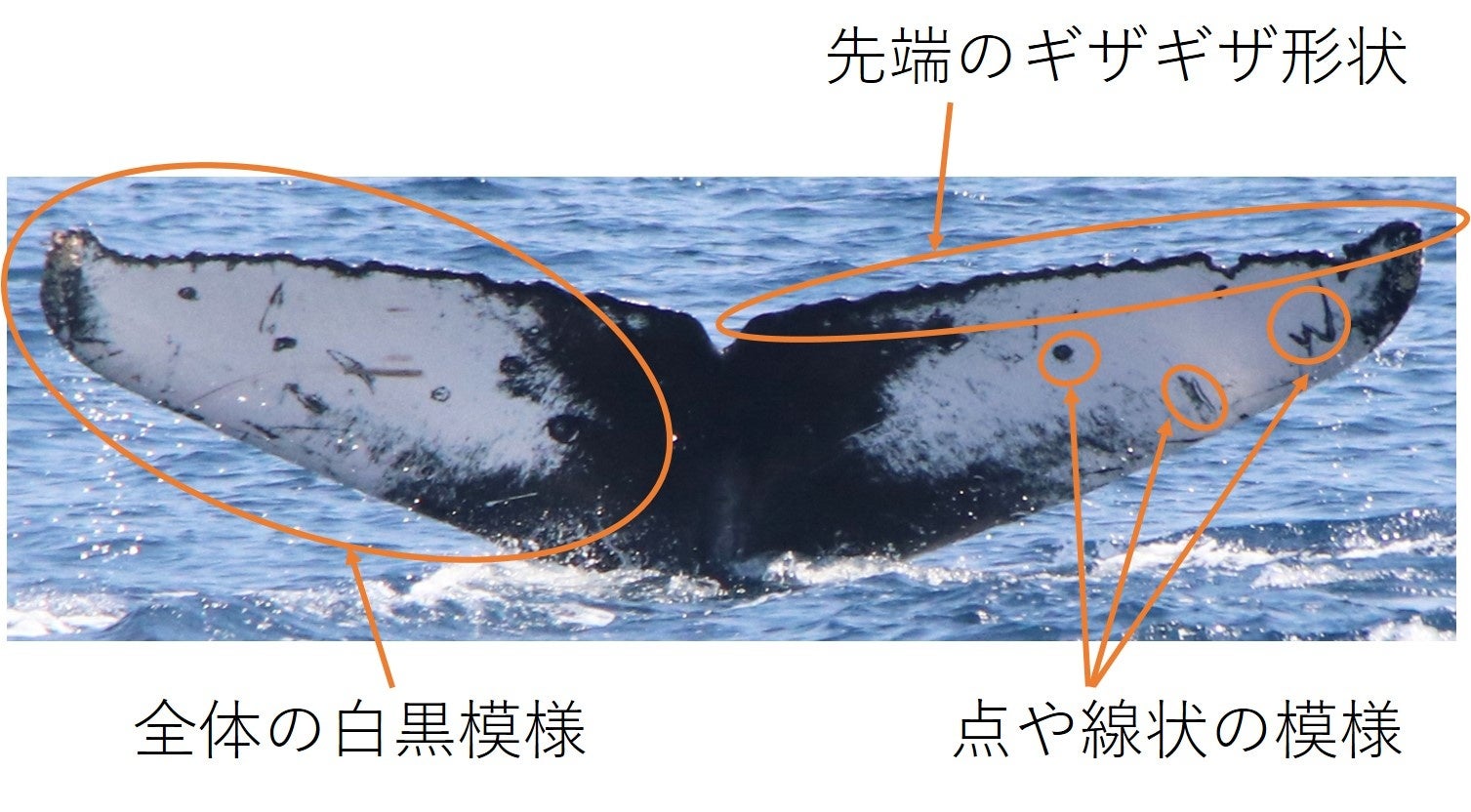 ザトウクジラの尾びれ