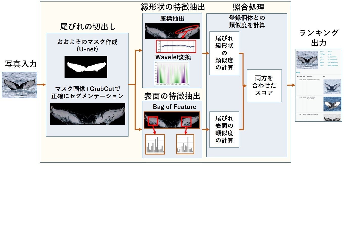 AIによるクジラ自動識別手法