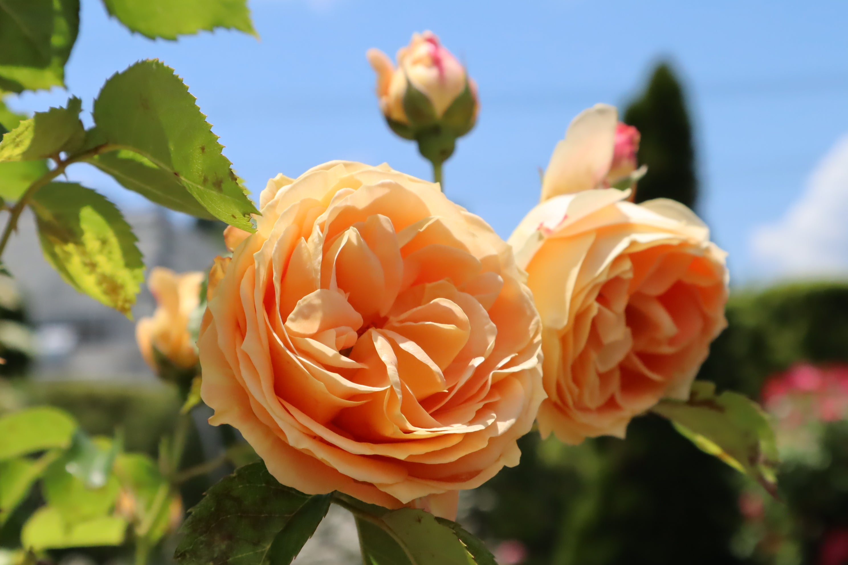 ラ・ドルチェ・ヴィータ（La Dolce Vita）