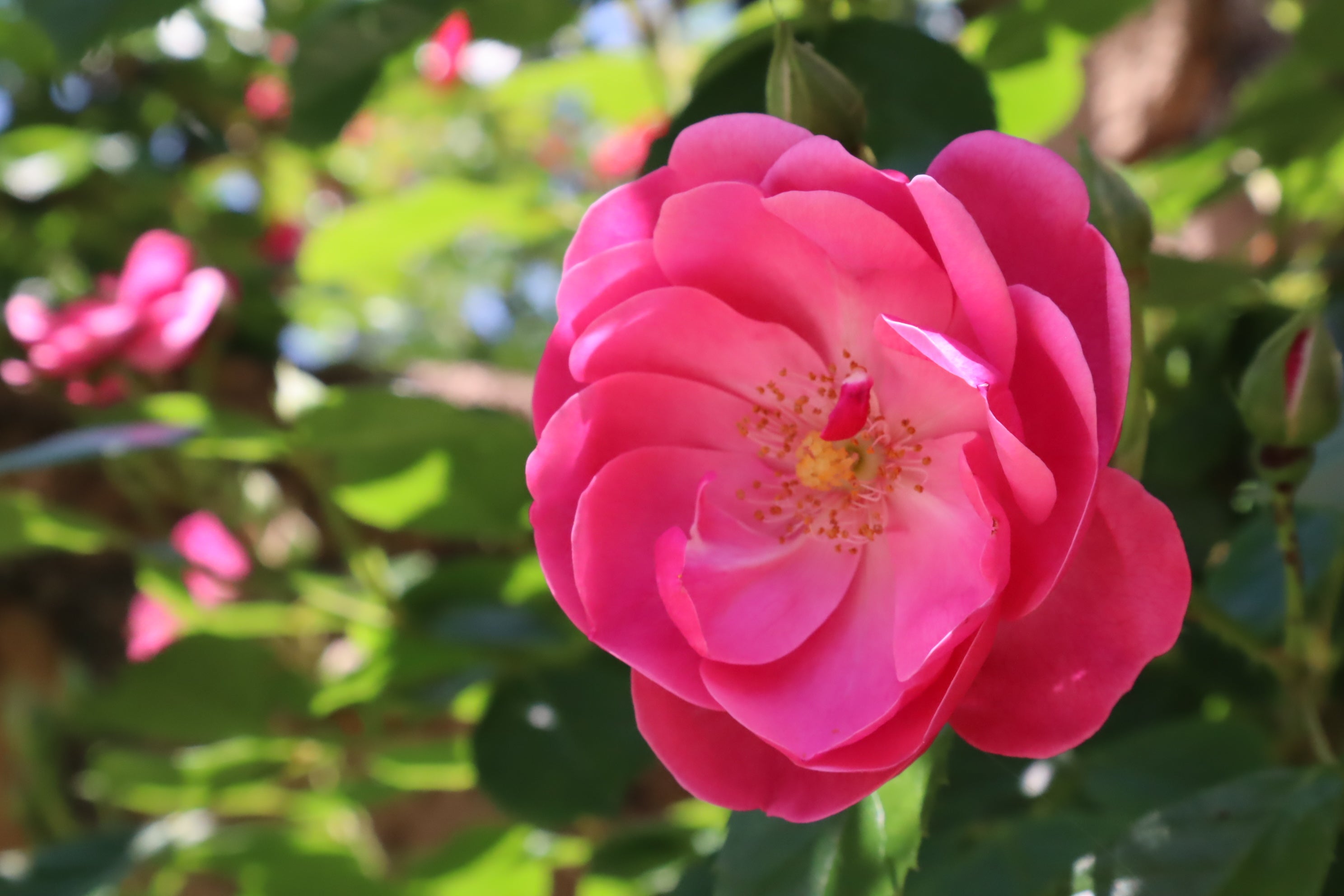 アンジェラ（Angela）