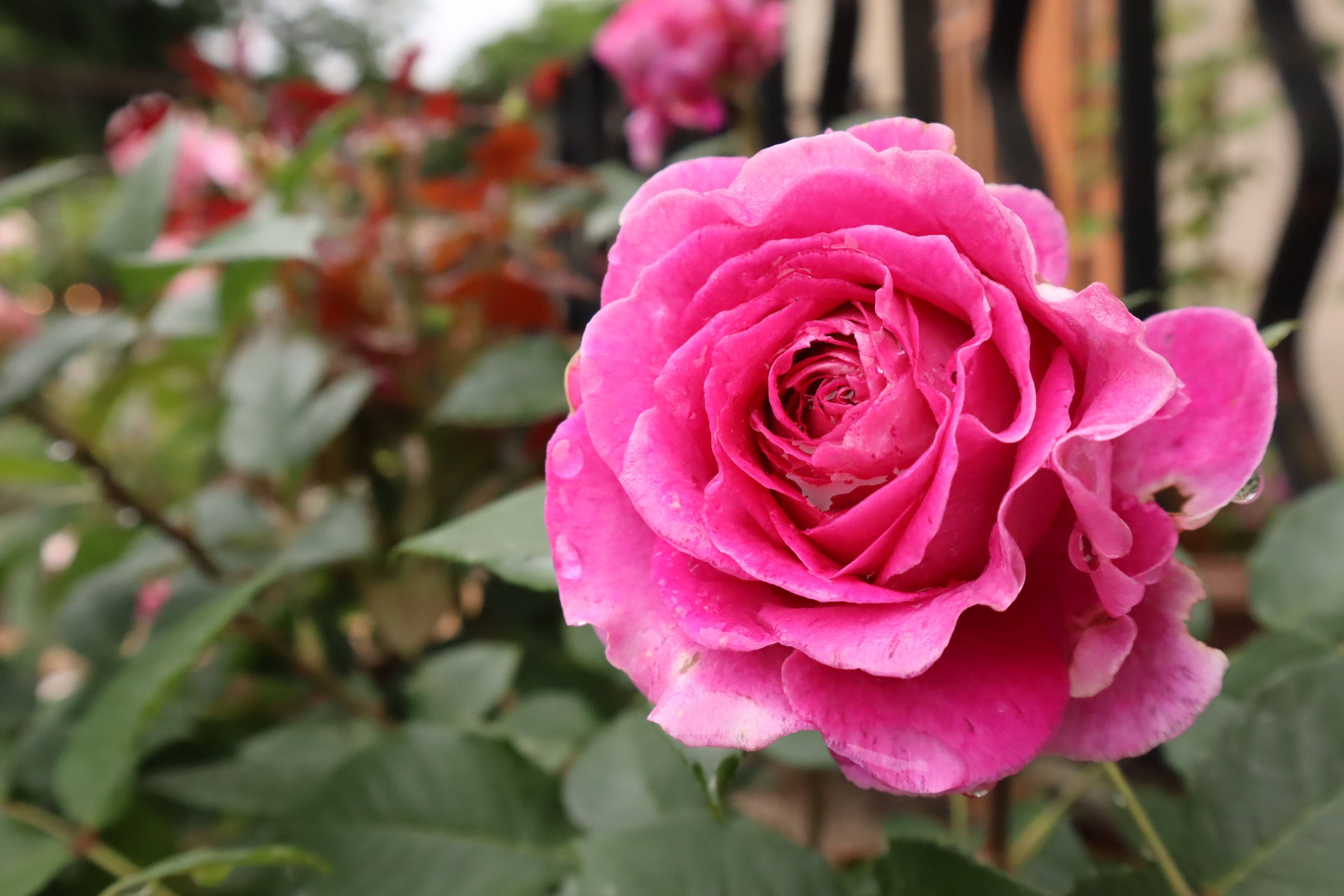 フォーラン・マリア（Fraulein Maria）