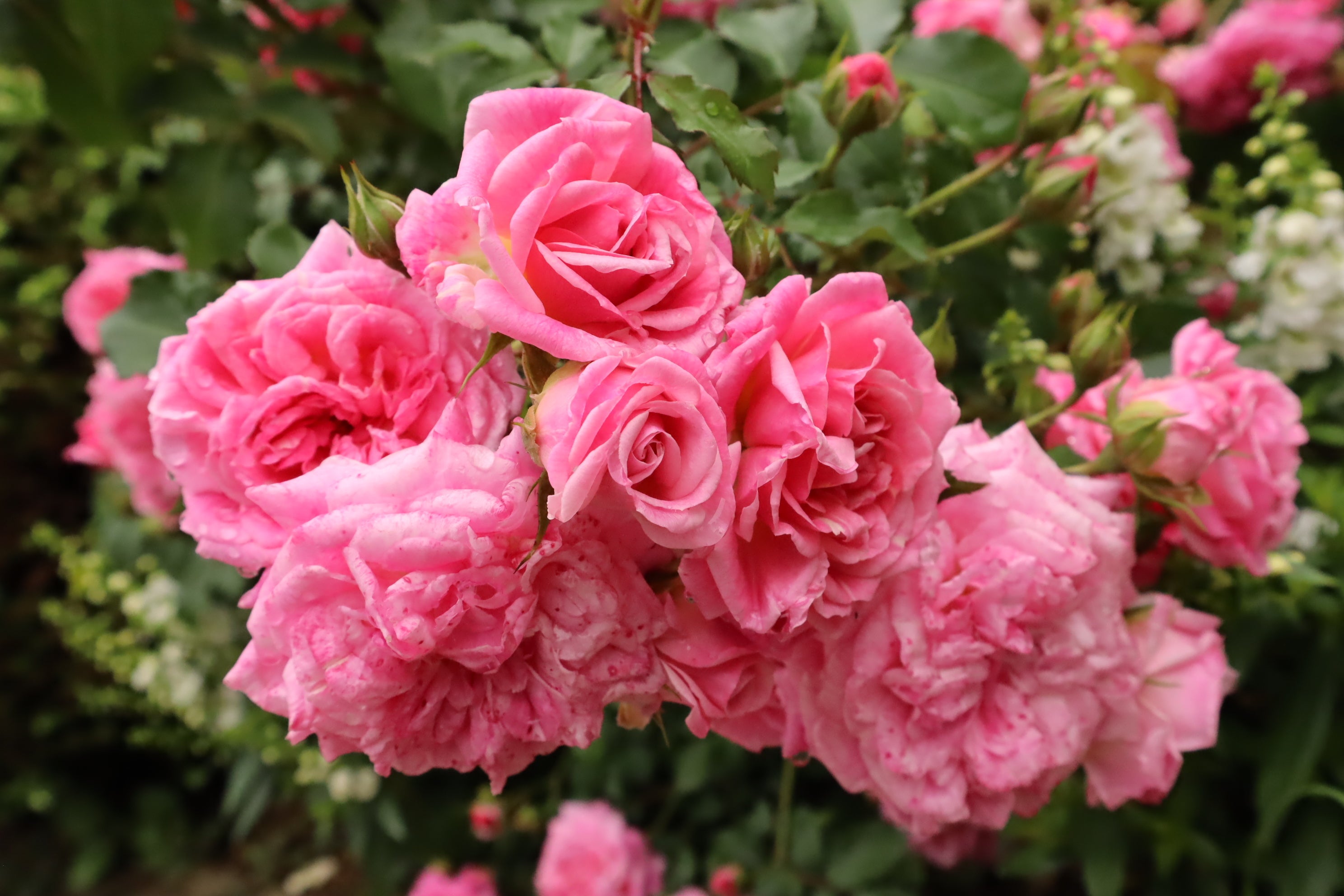 スウィート・ドリフト（Sweet Drift）