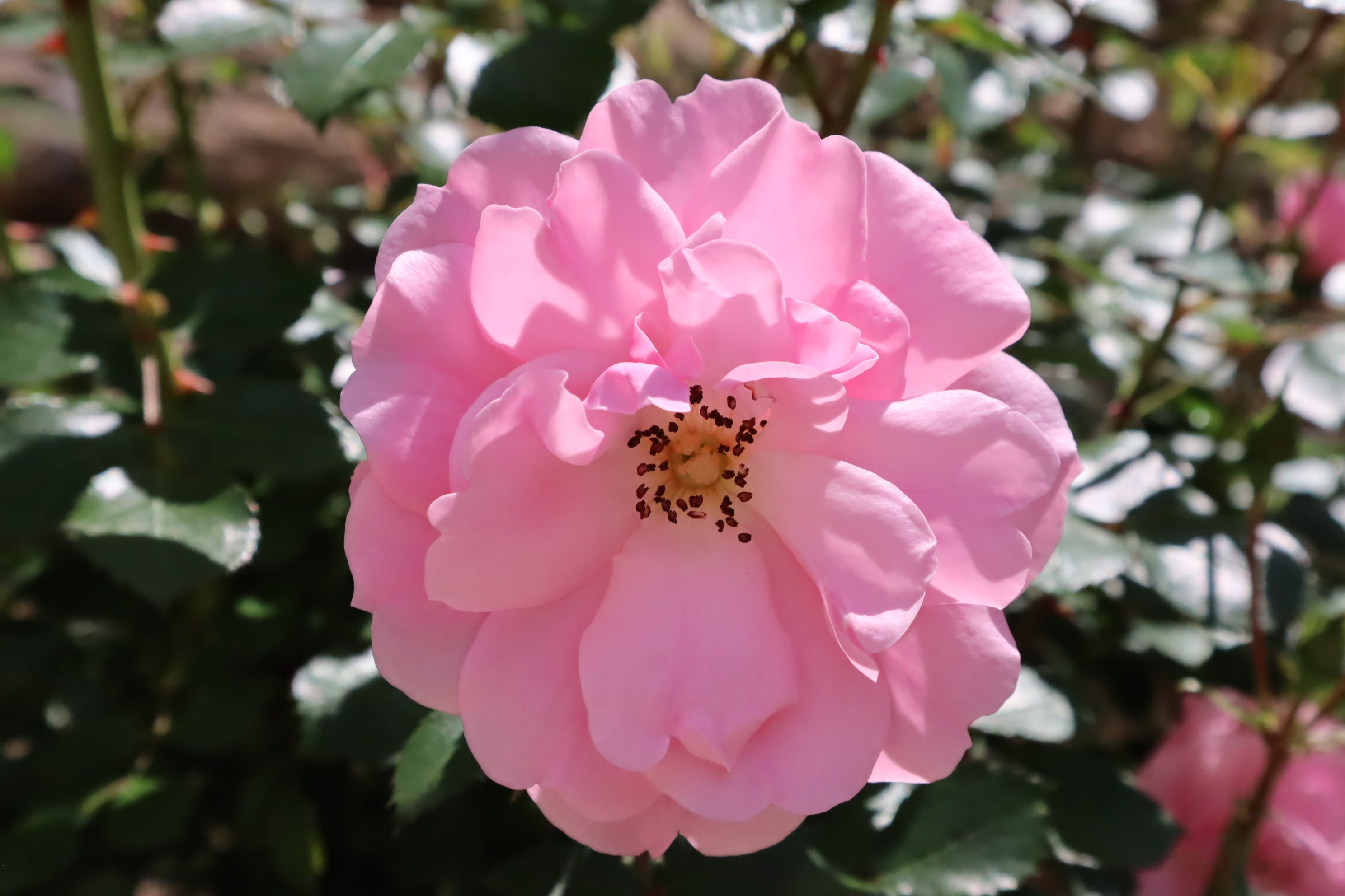 ボニカ’82（Bonica’82）