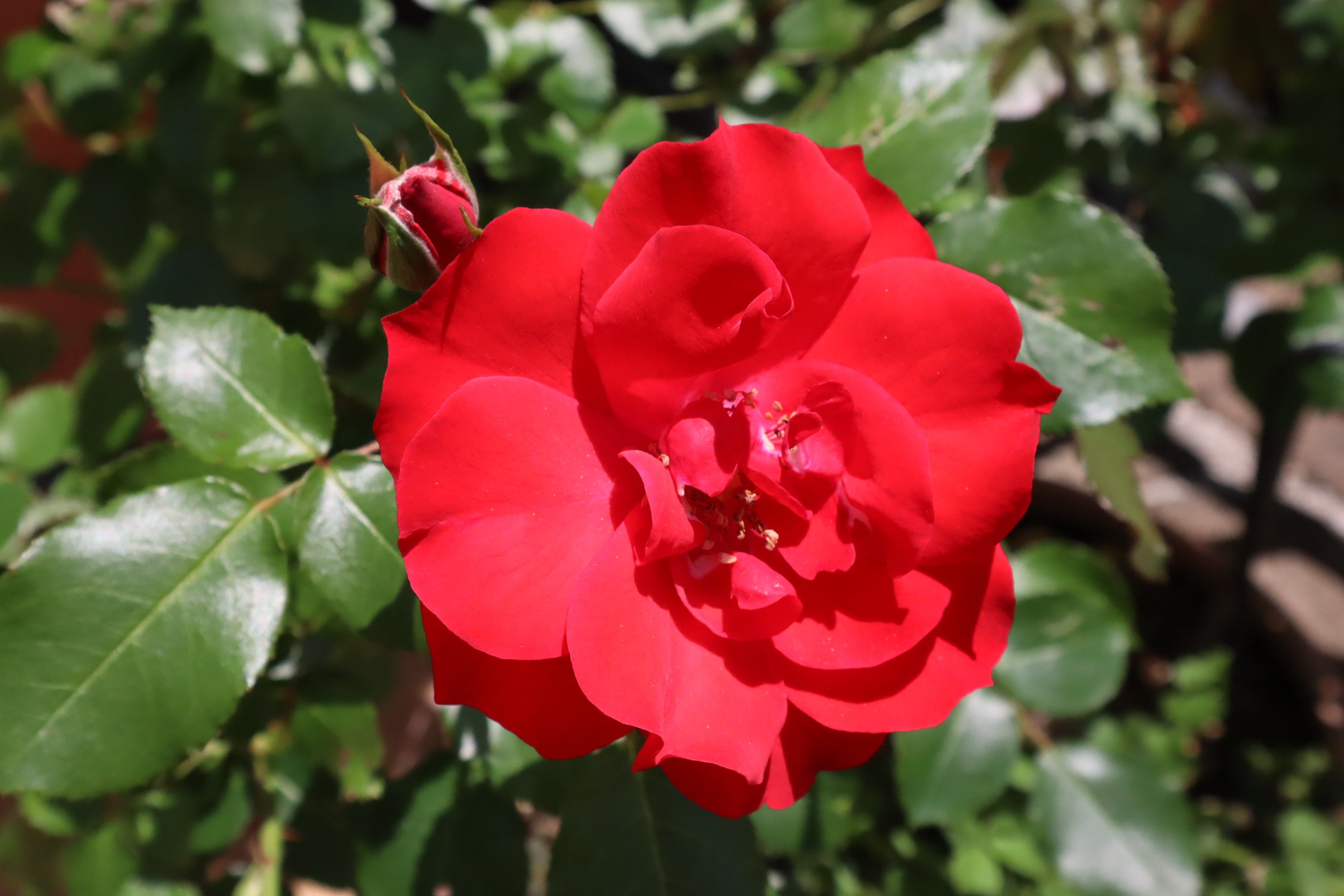 ラ・セビリアーナ（La Sevillana）