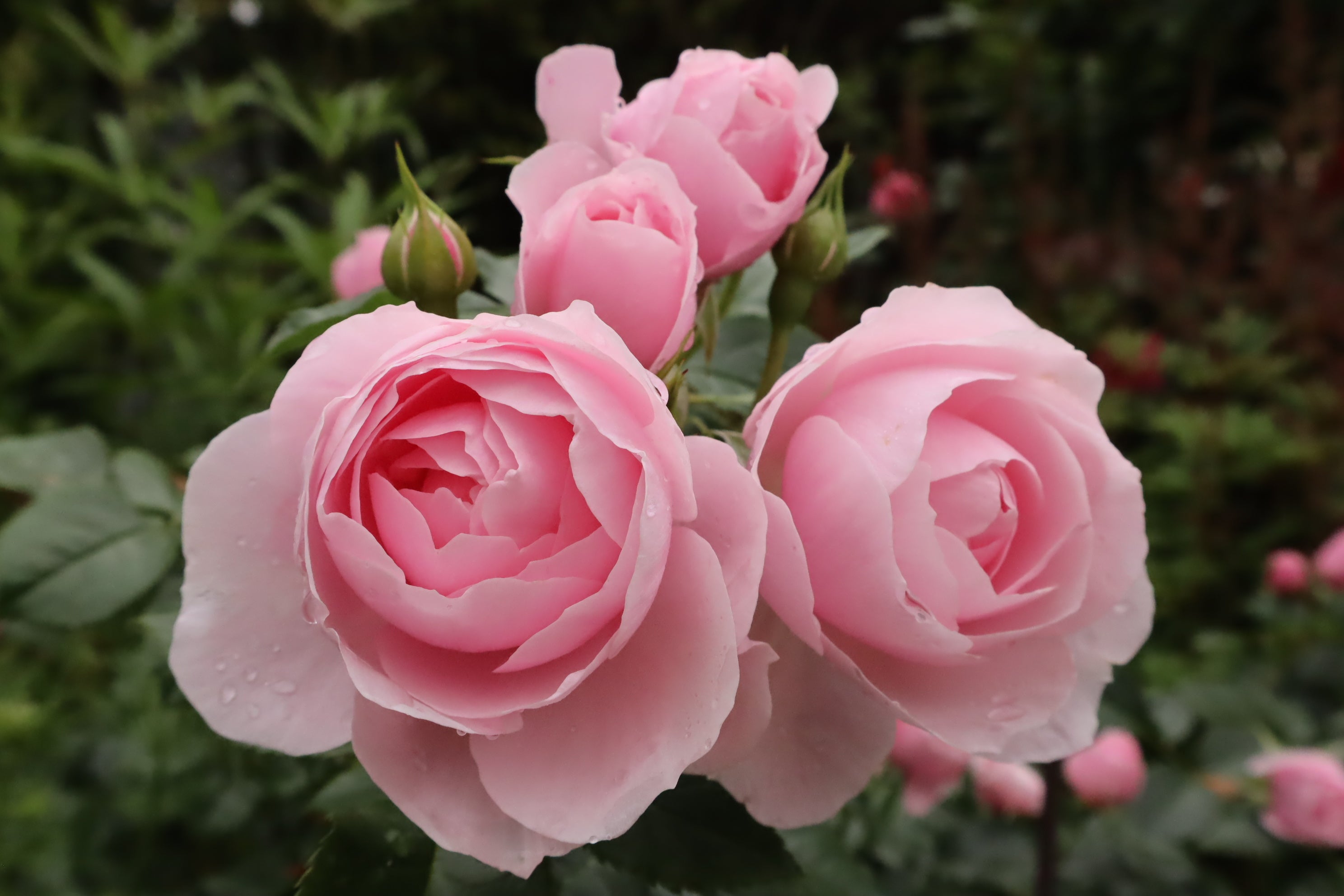 ローズガーデンが一年のうちで最も美しい時期を迎えた 箱根 星の王子さまミュージアム 株式会社tbsグロウディアのプレスリリース