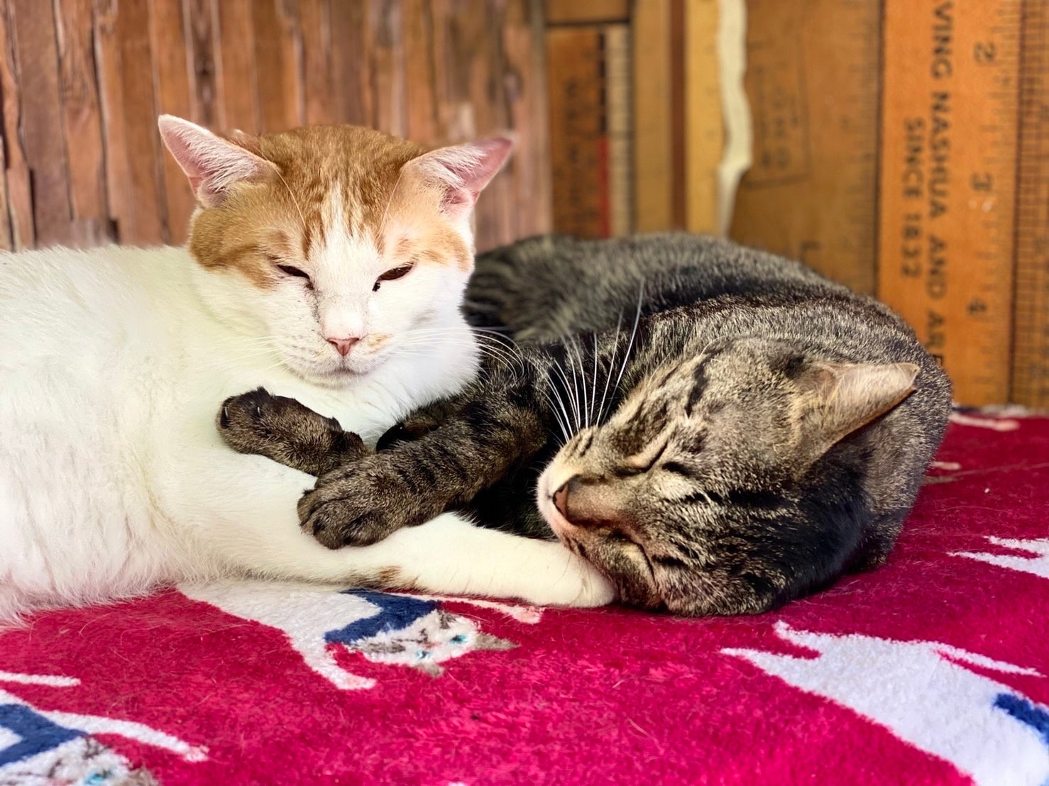 ネコリパブリック東京