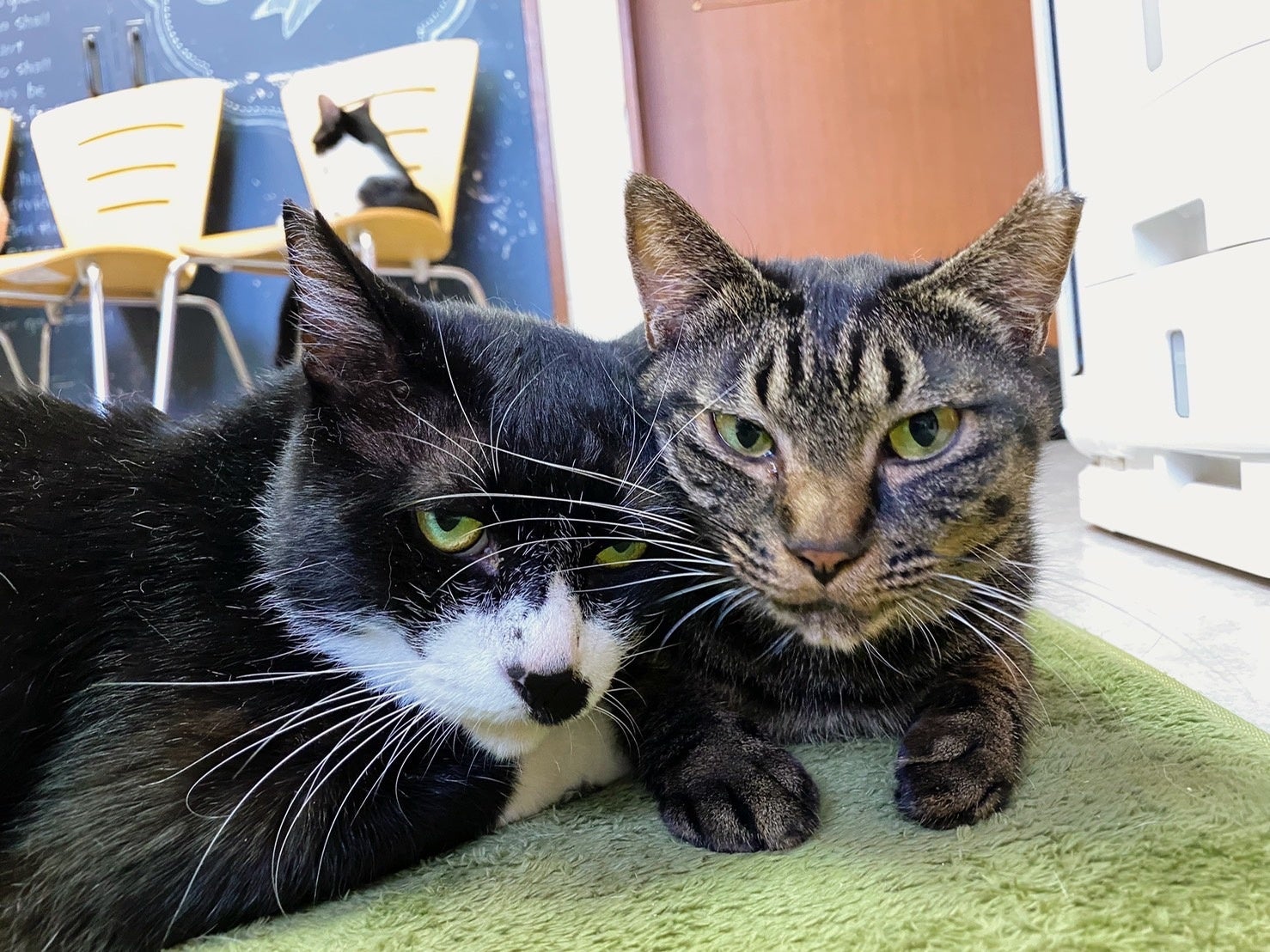 ネコリパブリック東京お茶の水店