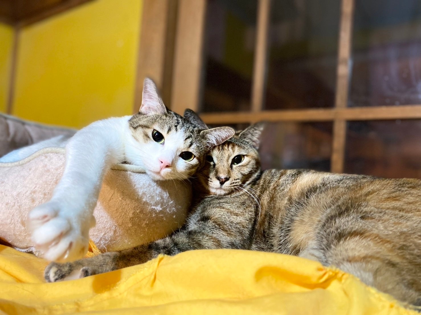ネコリパブリック東京お茶の水店