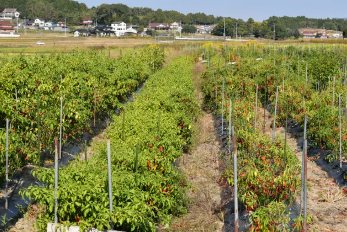 農業組合法人あまのじゃくの唐辛子農場