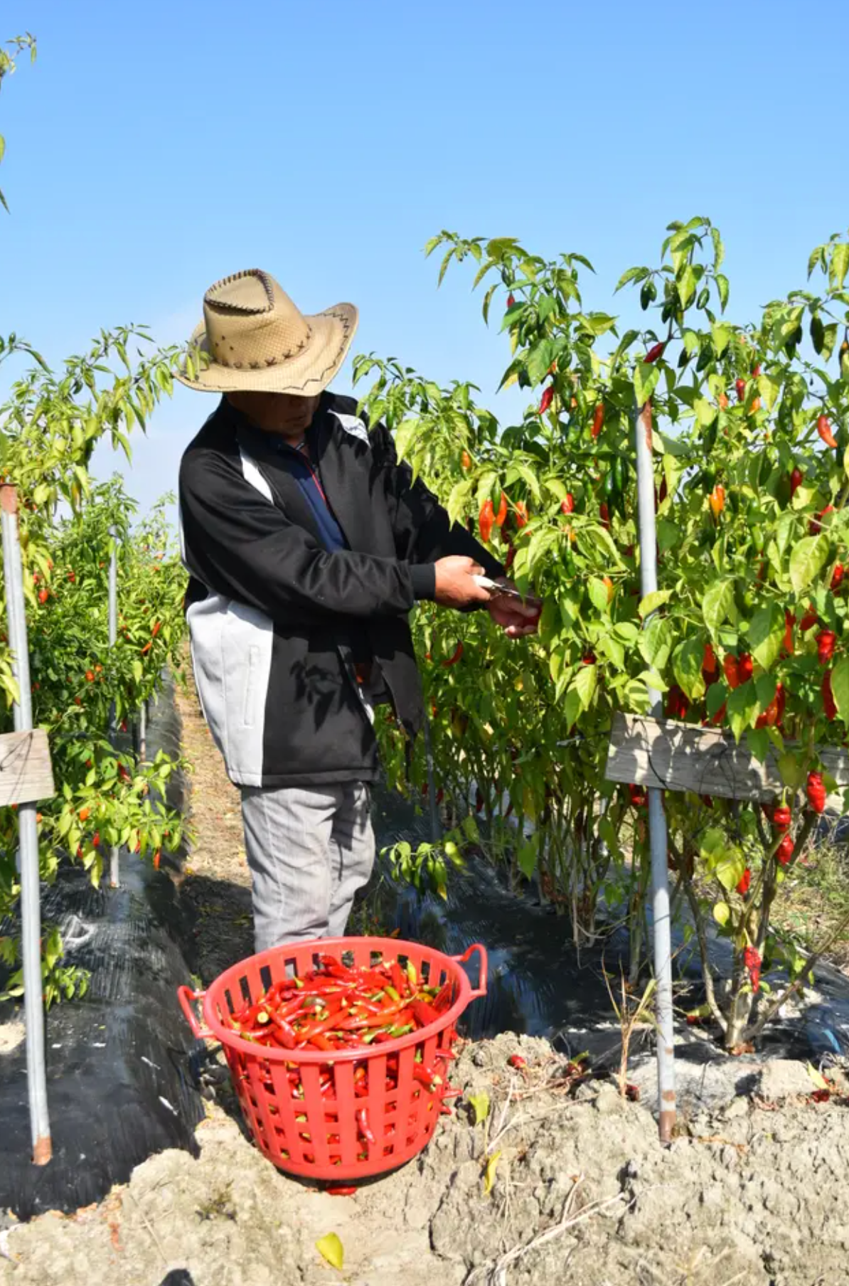ひとつひとつ、ていねいにハサミで収穫します。
