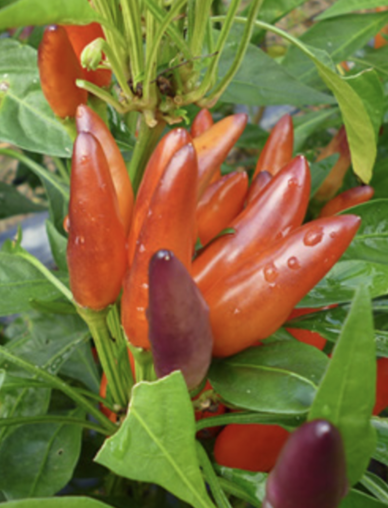 農林水産省の認定を受けた「フルーツ唐辛子」