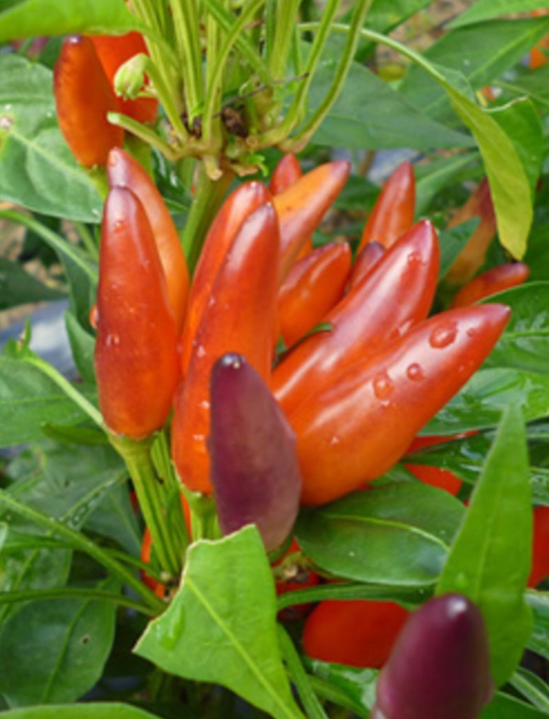 農林水産省の認定を受けた「フルーツ唐辛子」