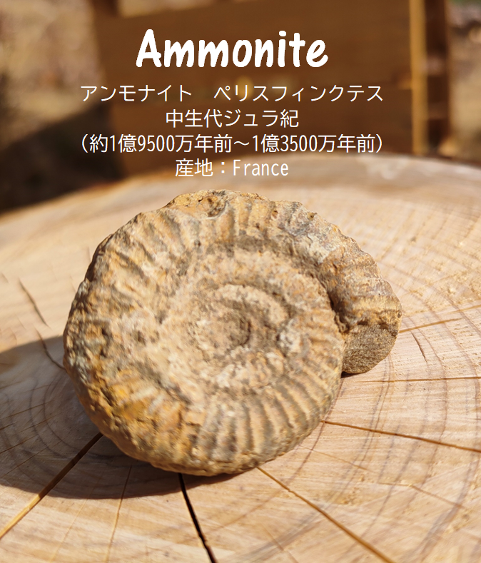 アンモナイト化石