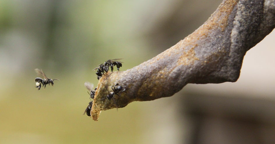 巣に戻るハリナシバチ