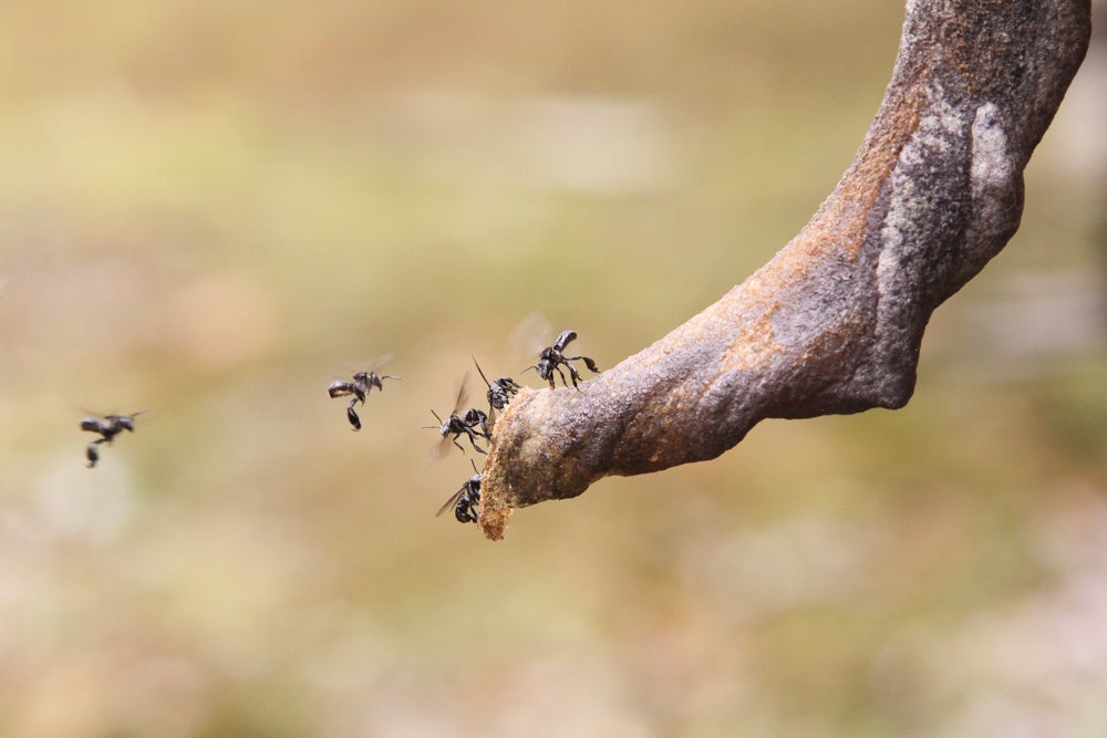 巣に戻るハリナシバチ