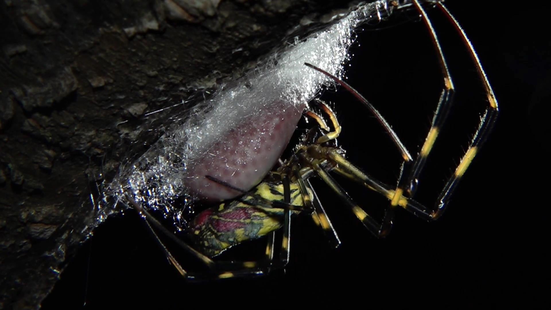 雅なクモ ジョロウグモの一生　©難波由城雄写真事務所