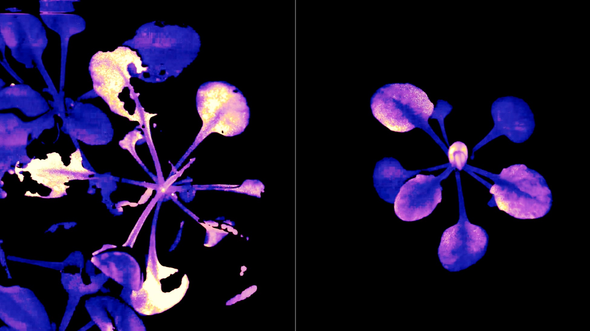 NHKスペシャル 超・進化論 第1集 植物からのメッセージ ~地球を彩る驚異の世界~ ©日本放送協会