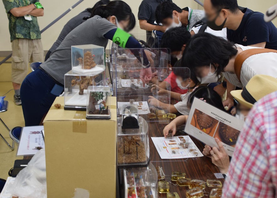 セミの抜け殻しらべ：セミの抜け殻しらべ市民ネット