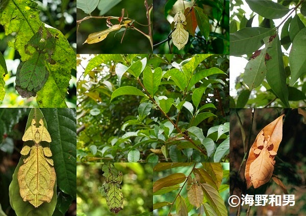 カレハカマキリ