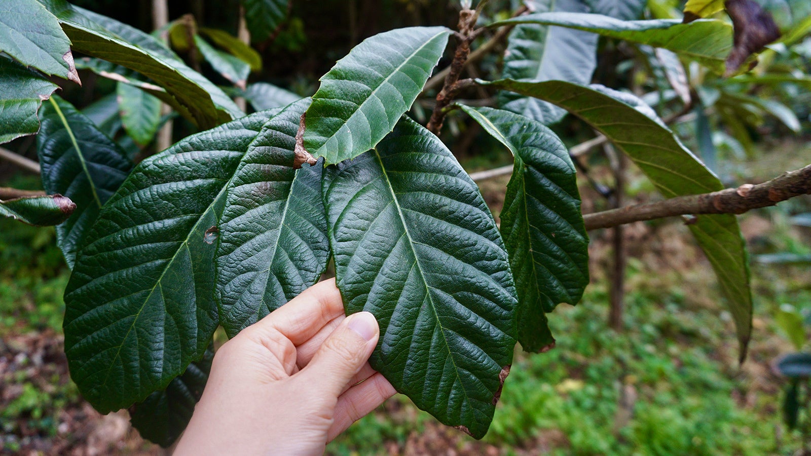 長崎県の無農薬ビワ