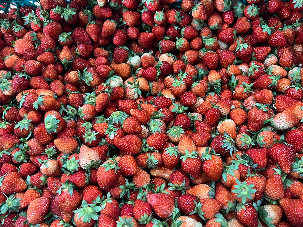 廃棄されるイチゴ