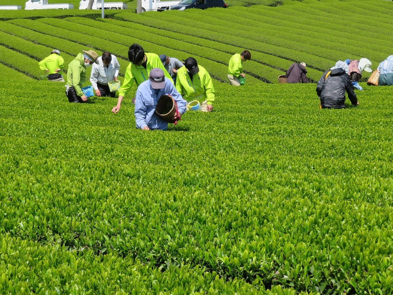 新茶シーズンに手作業で行われる茶摘み