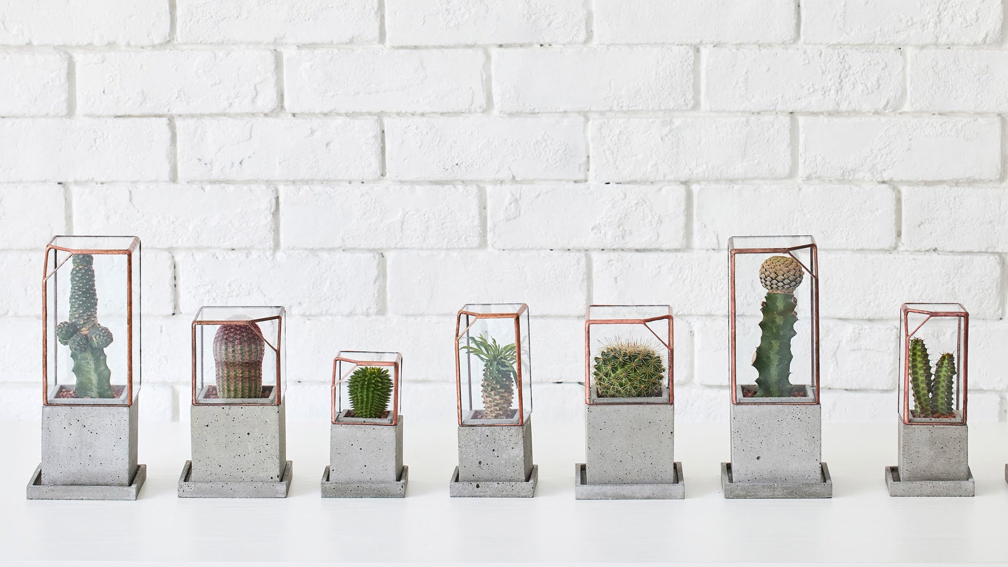 　テテラリムで飾る「多肉サボテン」シリーズ（税込16,500円〜）