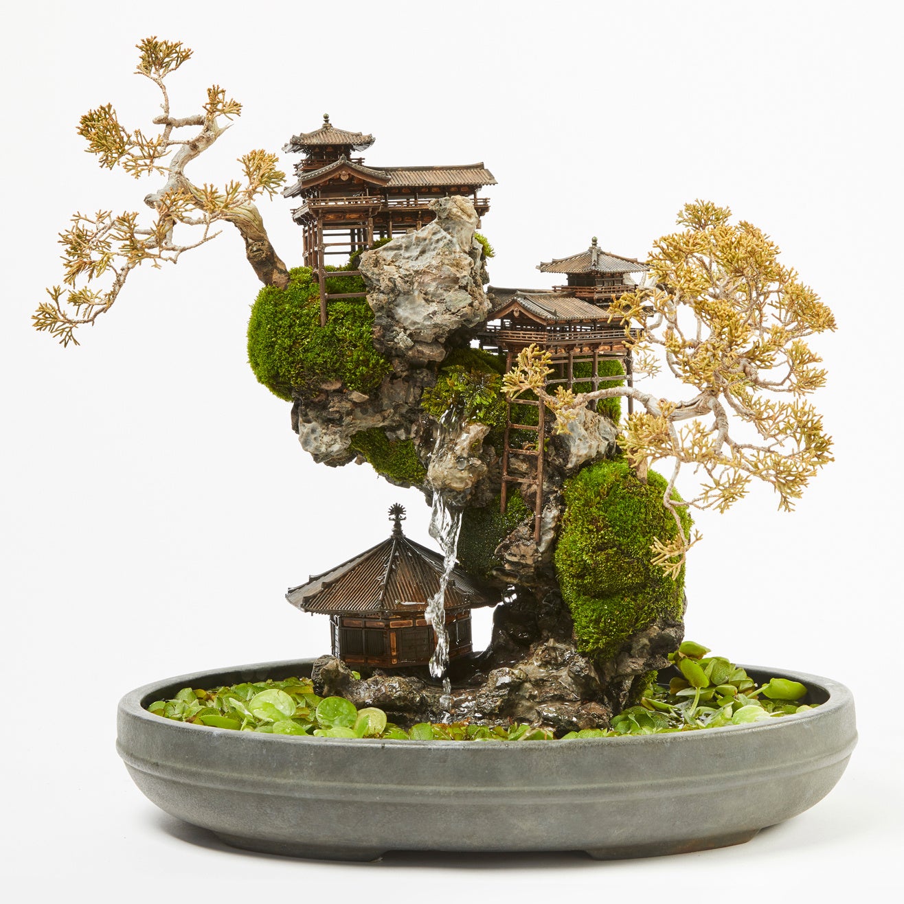 CLIFF BONSAI（断崖盆栽）