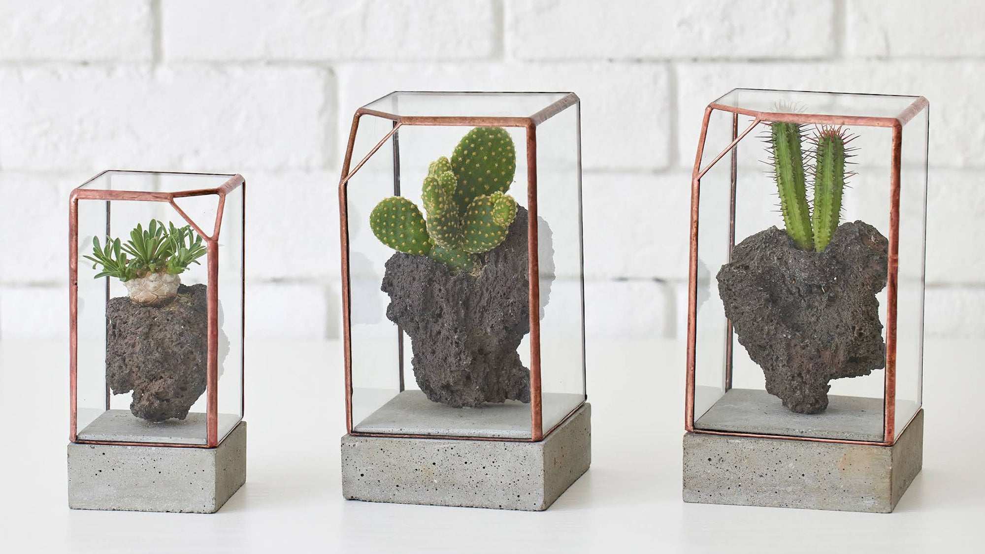 テラリウムと奇石の融合「石とサボテン」シリーズ（税込22,000円〜）