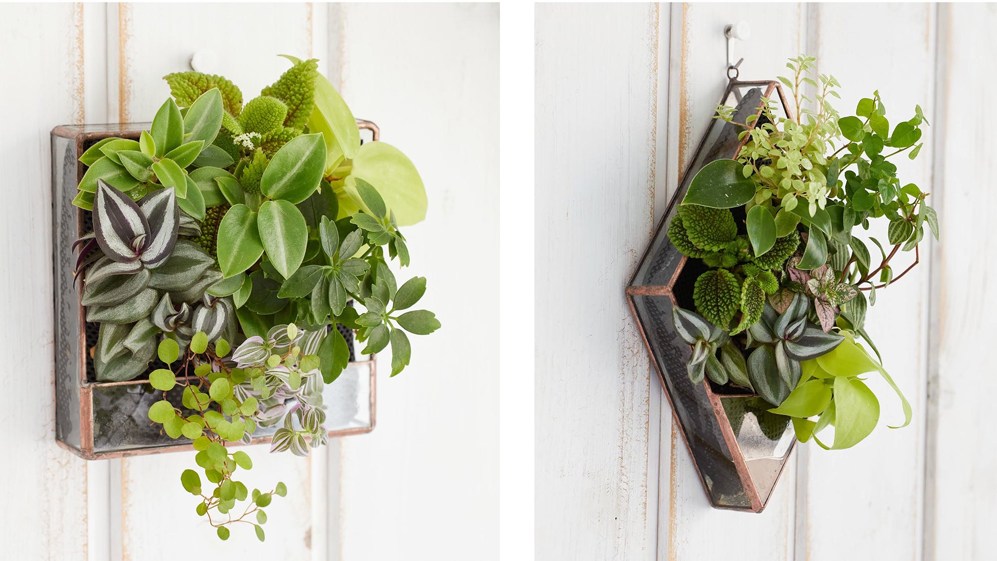 ステンドグラス製の　「壁掛け植物」シリーズ（税込15,400円）