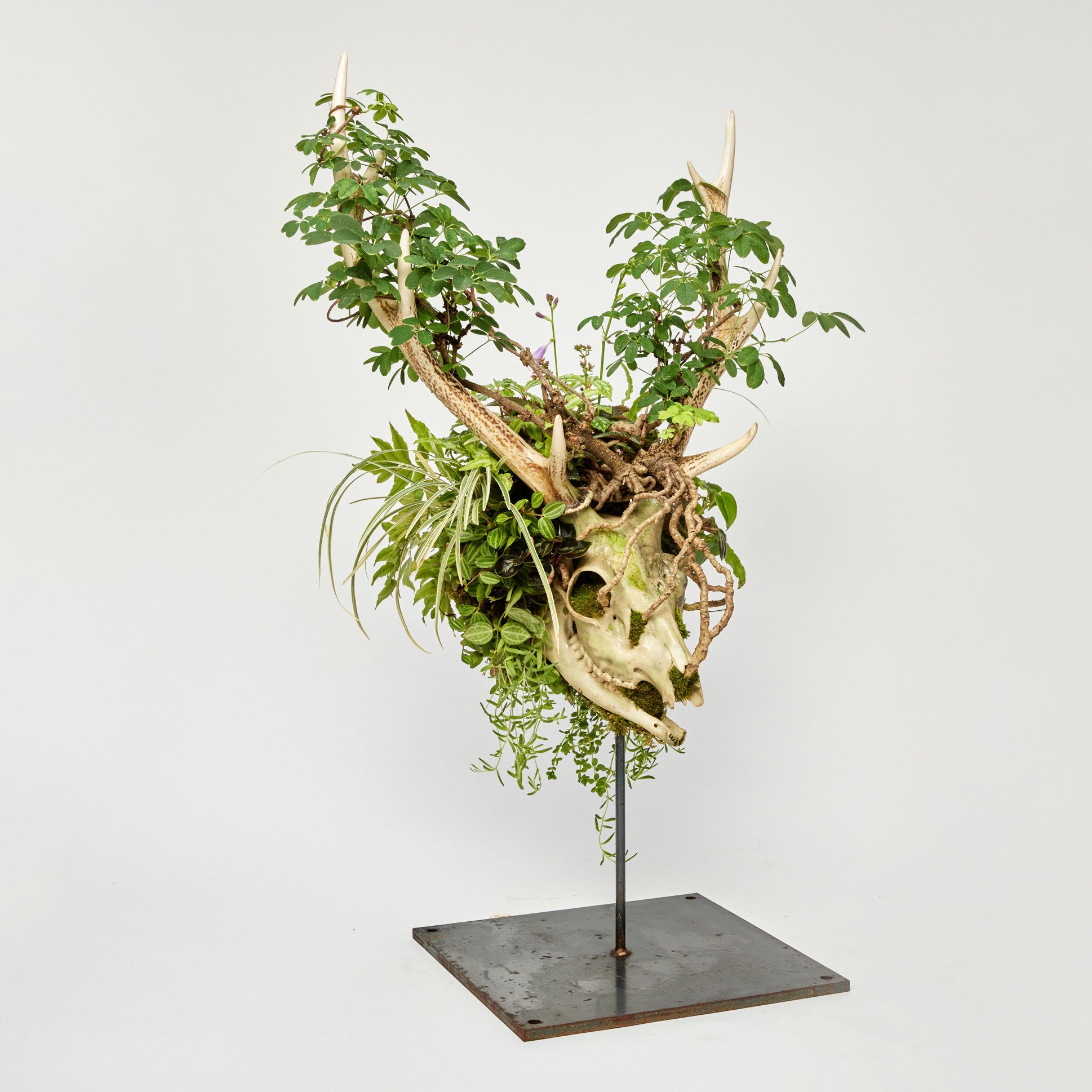 SKULL BONSAI（スカル盆栽）