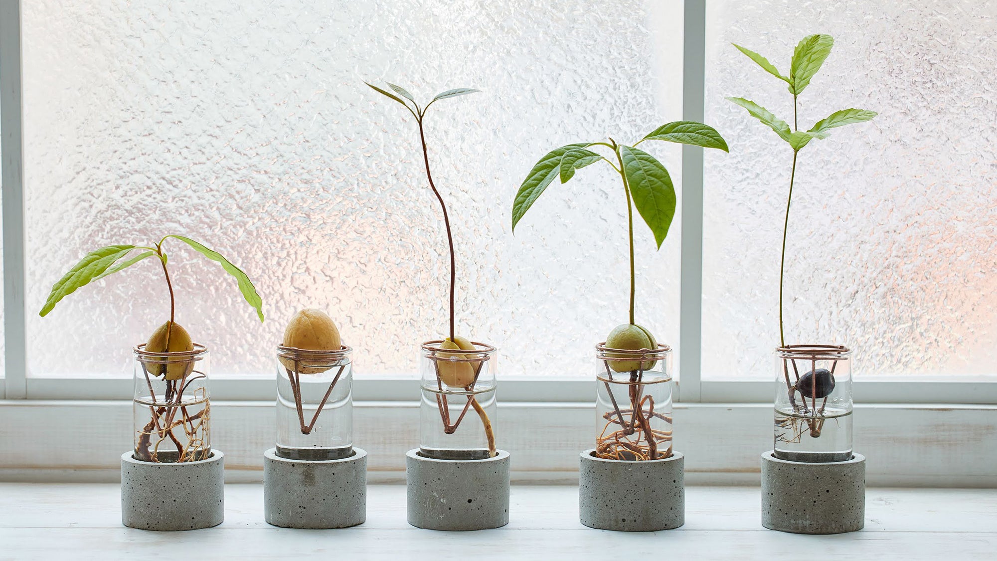 種を育てるための専用容器「アボカドVase」（税込3,300円〜）