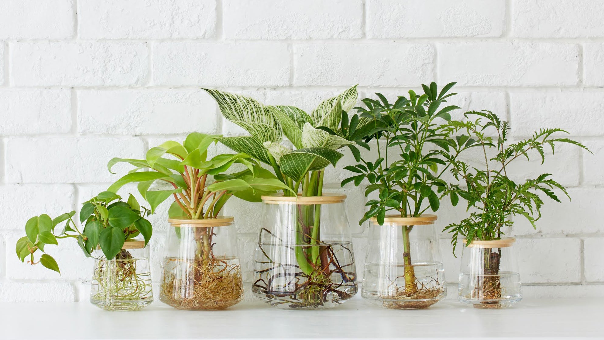 人気No.1！「水だけで育てる観葉植物」（Sサイズ4,400円／Mサイズ6,600円／Lサイズ8,800円）