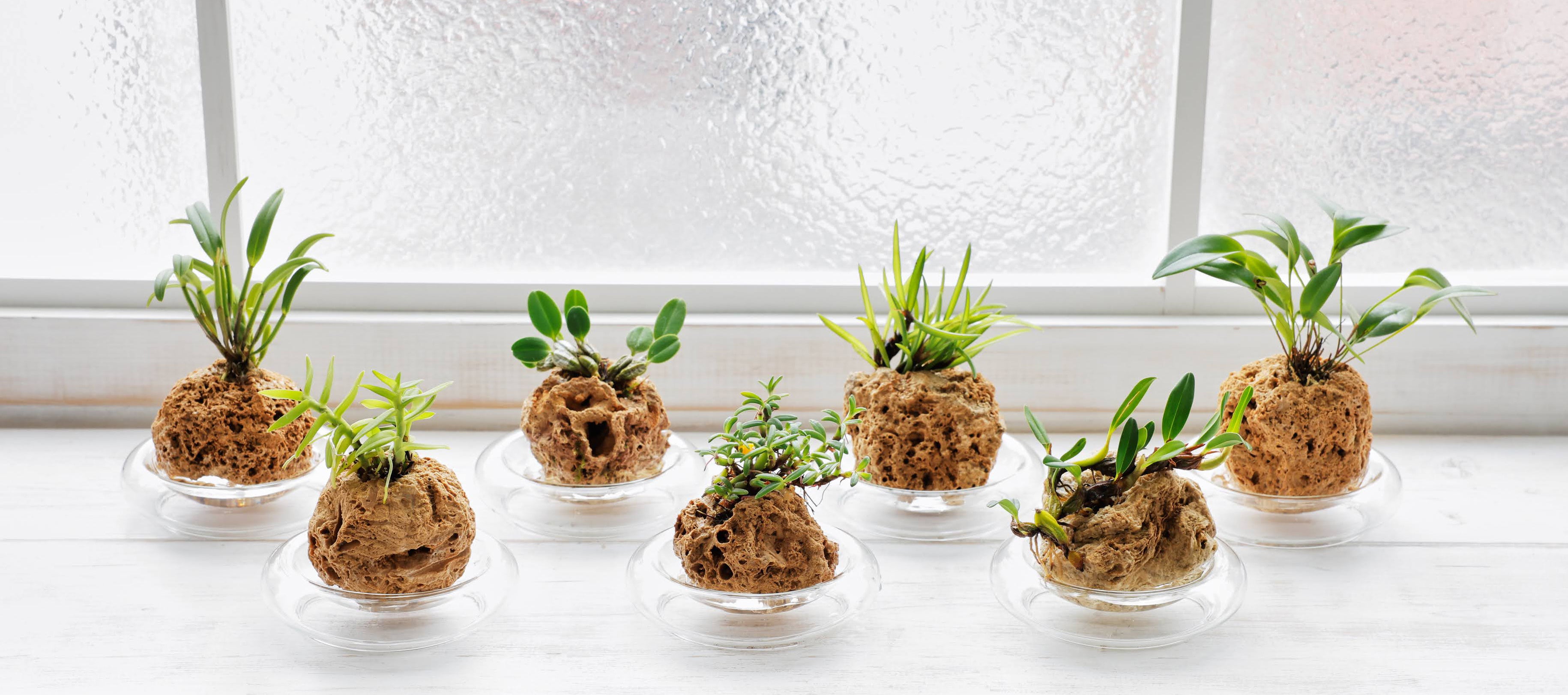 水だけで育てるマイクロ蘭（7,700円）