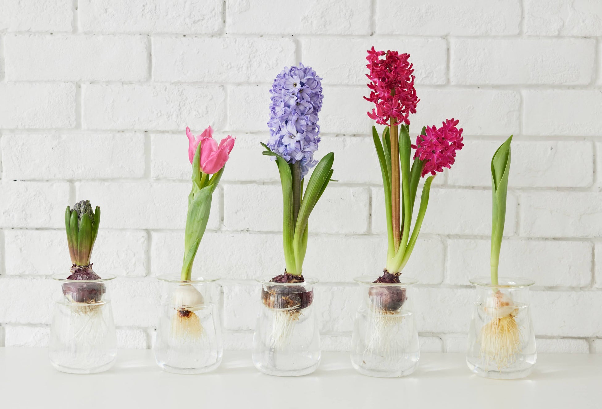 球根Vase(春化処理&発根済みの球根セット3,100円〜/器のみ2,900円)