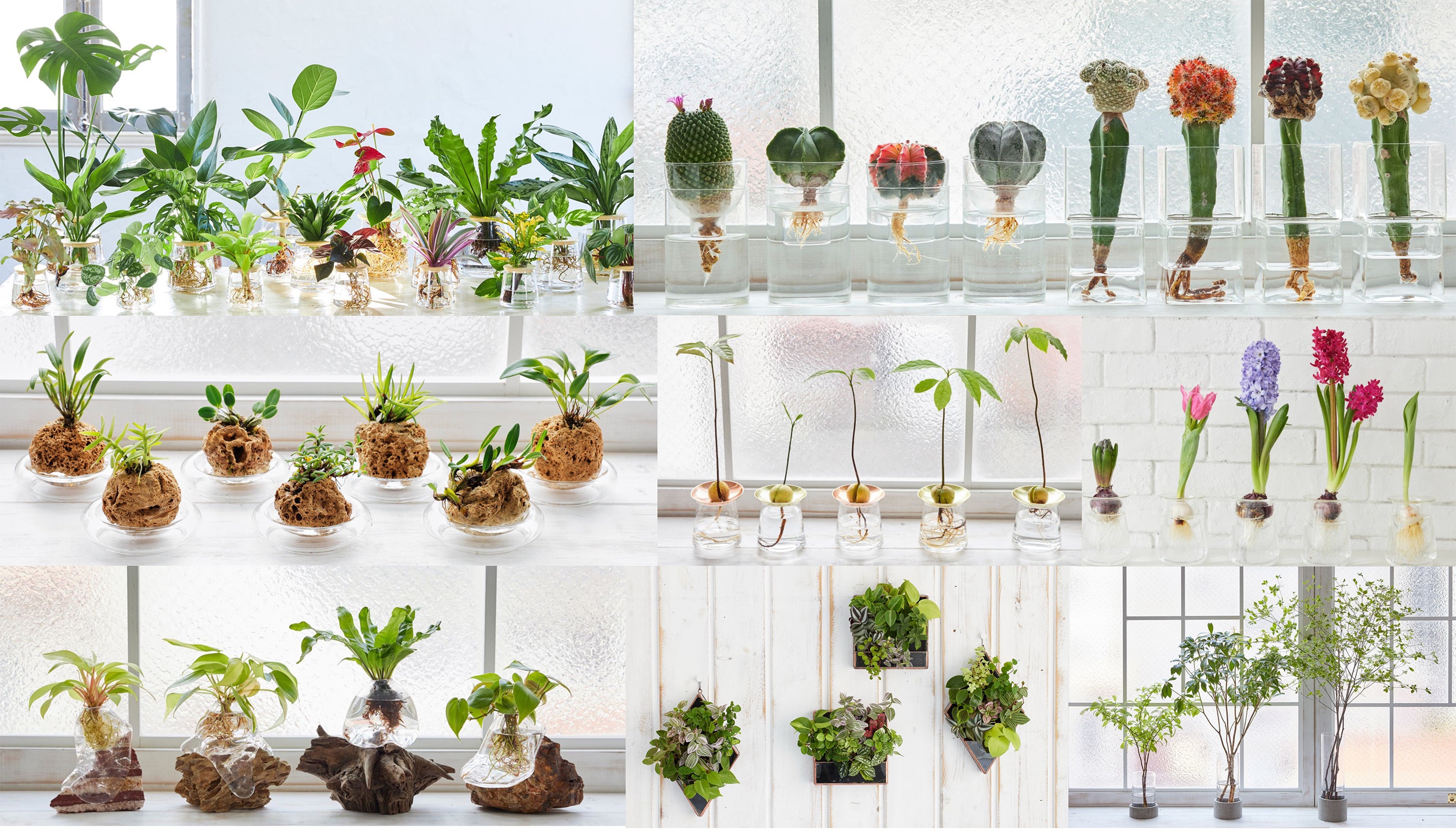 WOOTANGの水栽培植物