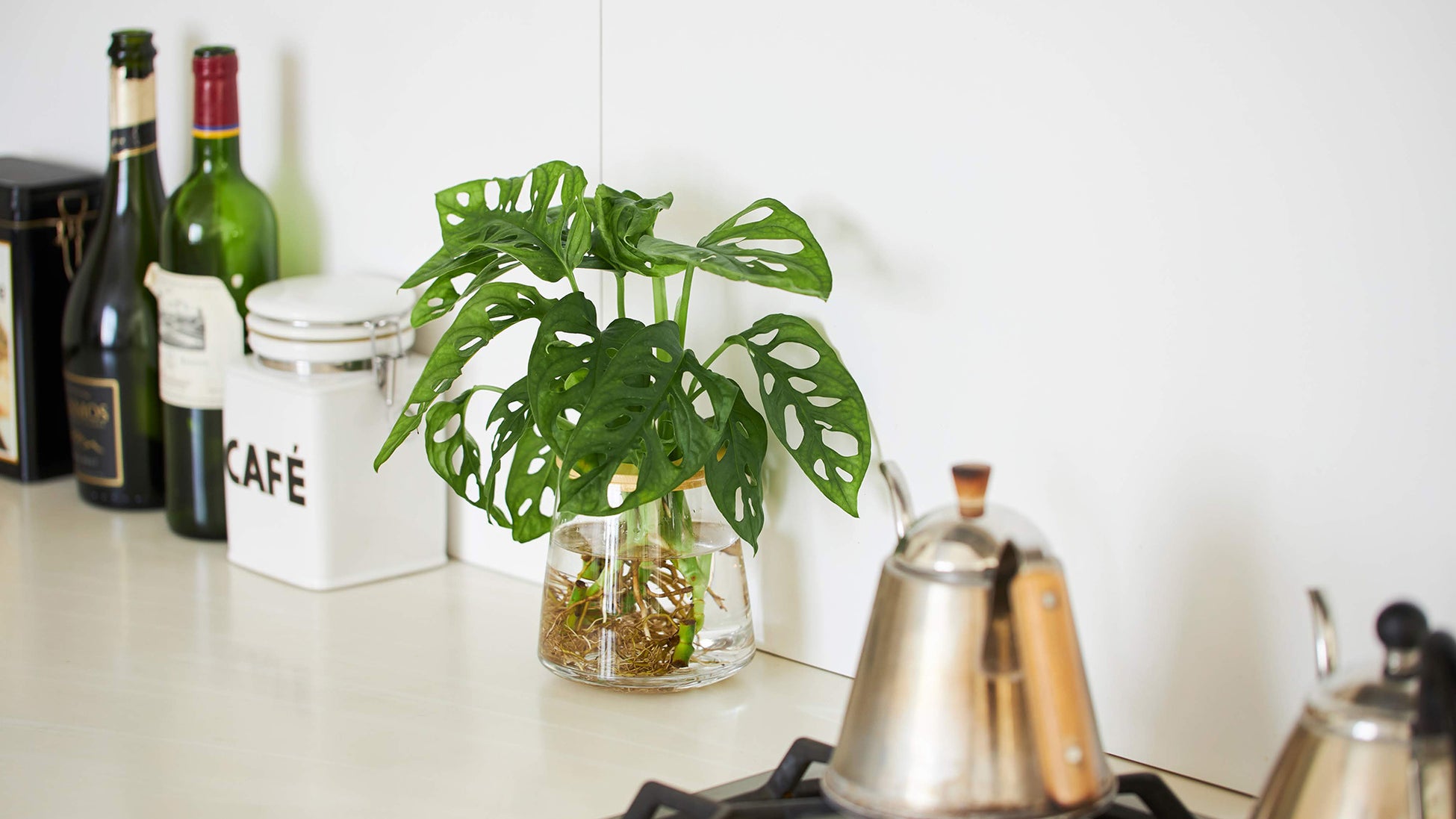 <②Clean>土を使わないので、虫の心配はありません。 衛生的なので、キッチンやダイニングテーブルなど どんな場所にも置くことができます。