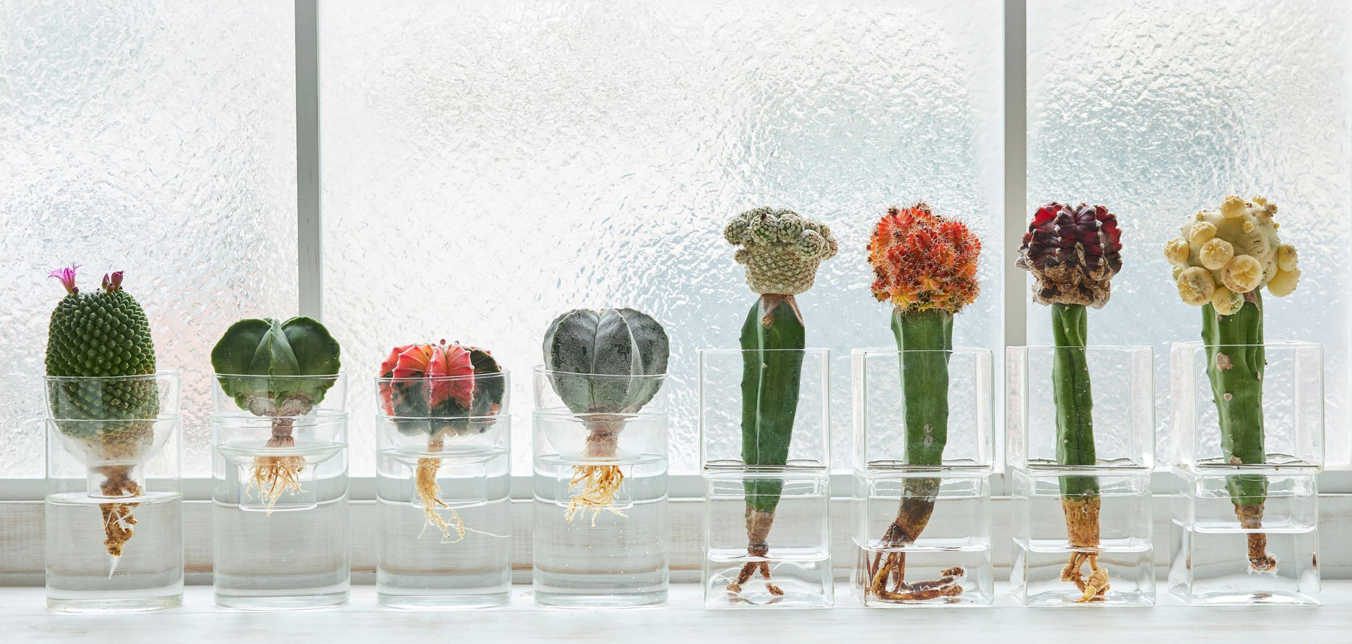 水だけで育てるサボテン(シリンダー型8,800円/キューブ型12,800円)
