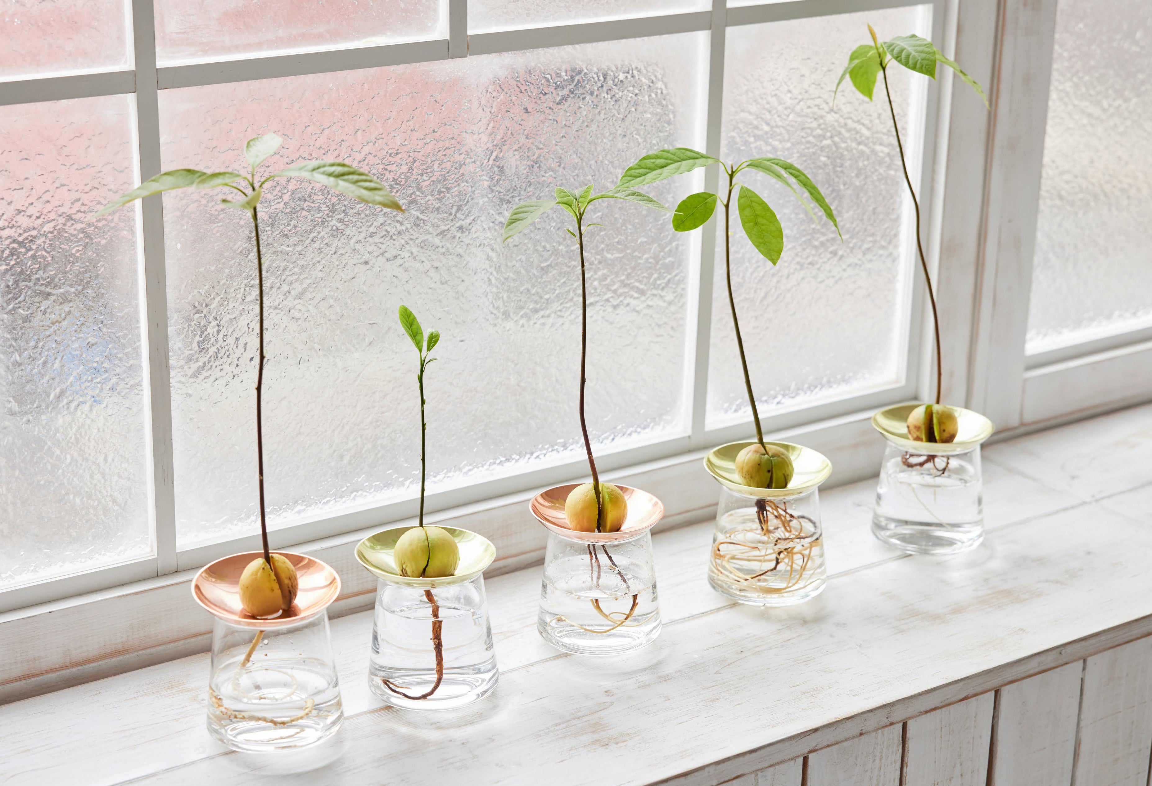 アボカドVase（発根済みの種付き4,400円／器のみ3,850円）